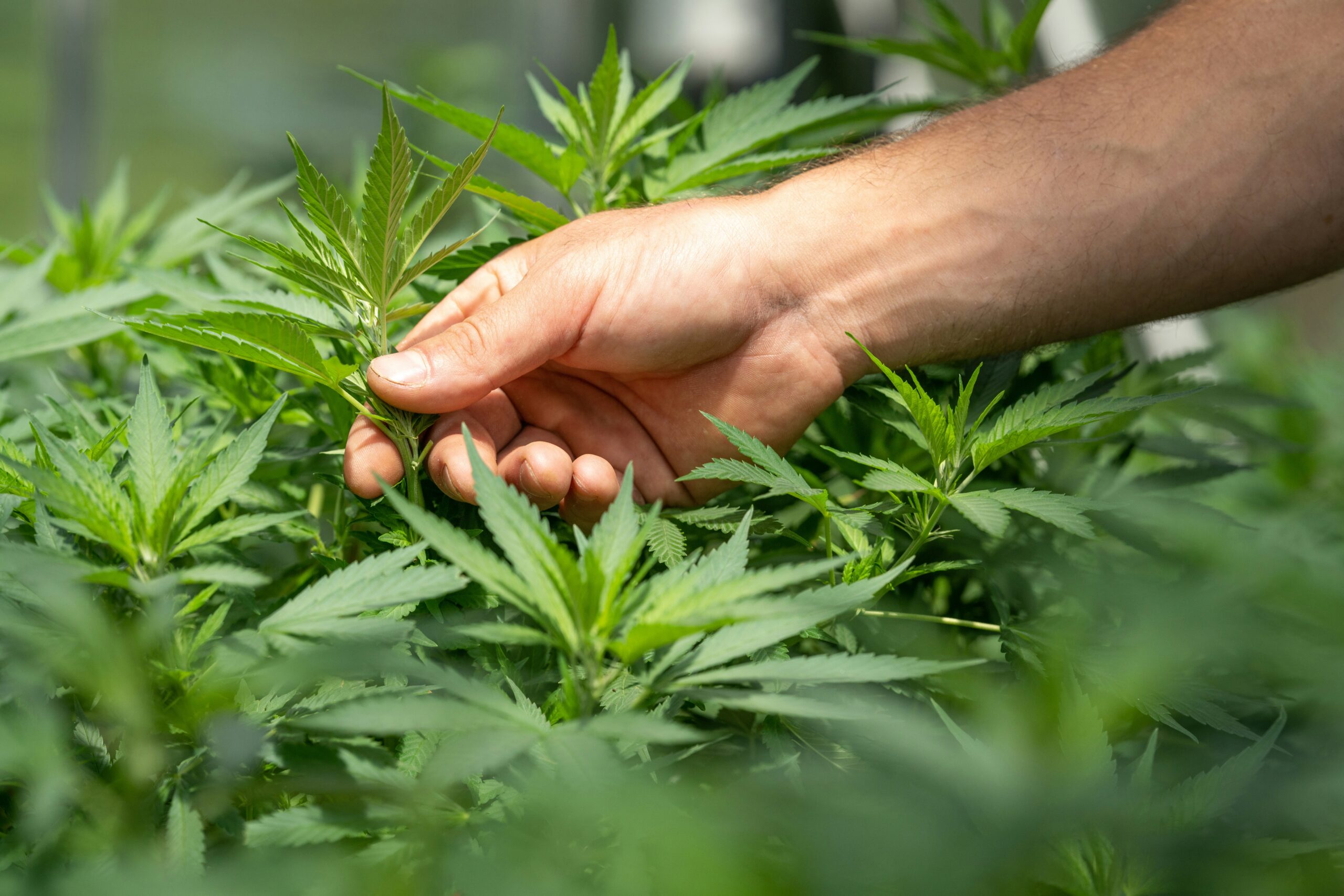 a hand touching the marijuana plant, feeling its quality.