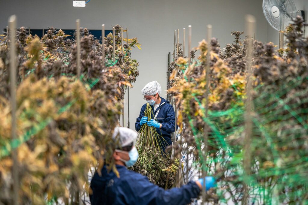 INdustrial hemp blog