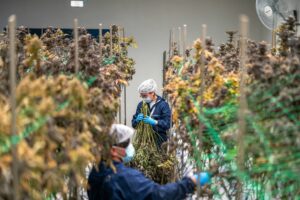 How to Apply for a Hemp License in India: A Practical Guide for Farmers